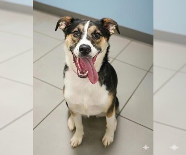 Medium Photo #1 Mutt Puppy For Sale in Doylestown, PA, USA