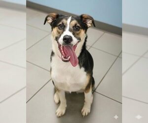 Mutt Dogs for adoption in Doylestown, PA, USA