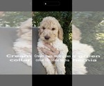 Puppy 5 Poodle (Standard)