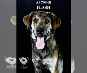 Holland Shepherd-Unknown Mix Dogs for adoption in Stockton, CA, USA