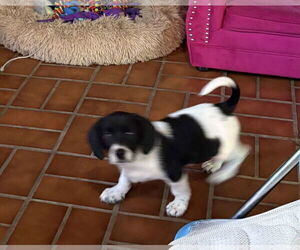 Bagle Hound Dogs for adoption in Mechanicsburg, PA, USA