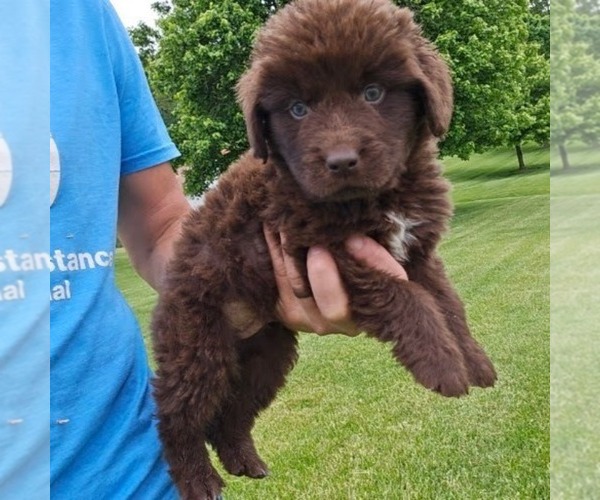 Medium Photo #1 Newfoundland Puppy For Sale in NEW HOLLAND, PA, USA