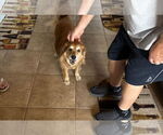 Small #3 Golden Retriever Mix