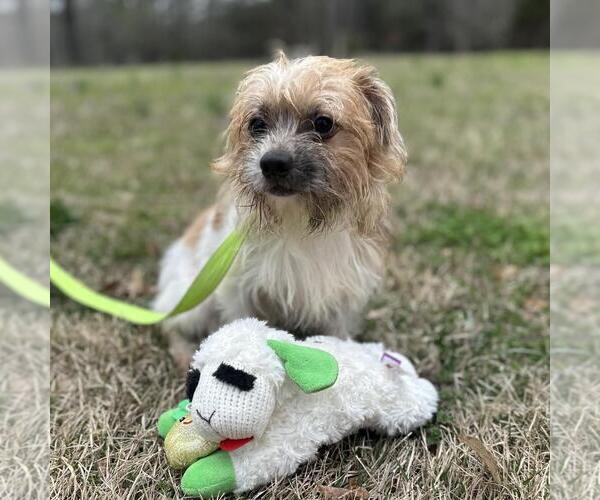 Medium Photo #3 Border Terrier-Unknown Mix Puppy For Sale in Yardley, PA, USA