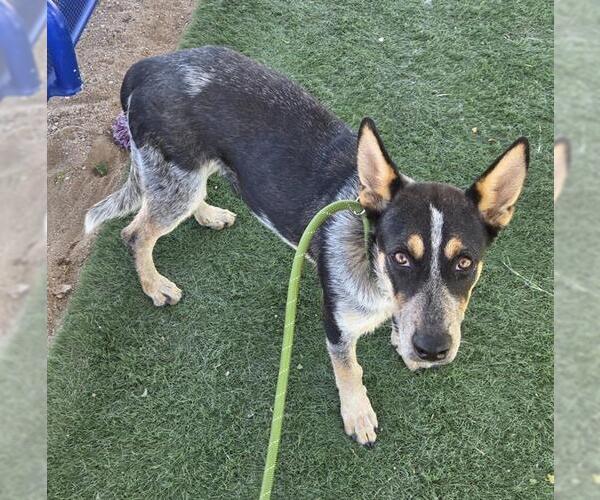 Medium Photo #1 Mutt Puppy For Sale in HESPERIA, CA, USA