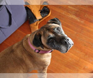 Piper - For the Love of Mastiffs - Female Mastiff Dog for Adoption - Photo #3