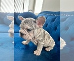 Small Photo #8 French Bulldog Puppy For Sale in WEST HOLLYWOOD, CA, USA