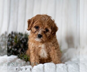 Cavapoo Puppy for sale in DORNSIFE, PA, USA