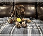 Small Photo #2 German Shorthaired Pointer Puppy For Sale in MERRIAM, KS, USA