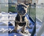 Small Photo #10 French Bulldog Puppy For Sale in FRESNO, CA, USA