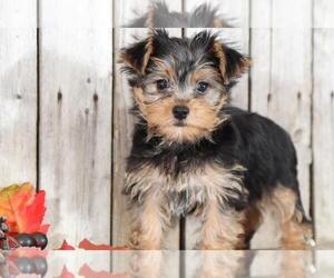 Yorkshire Terrier Puppy for sale in MOUNT VERNON, OH, USA