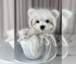 Small #16 Maltese