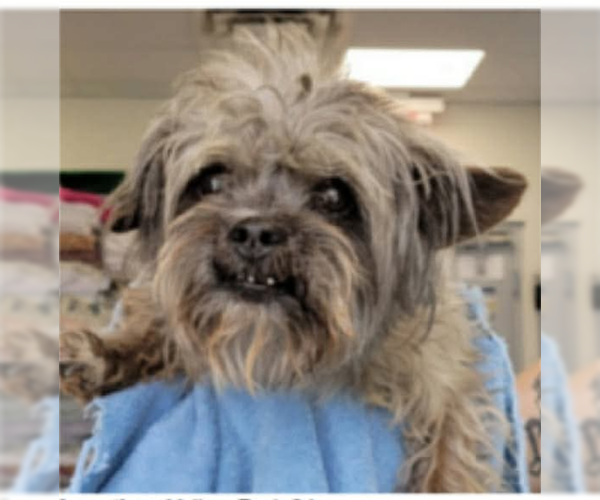 Medium Photo #1 Mutt Puppy For Sale in Cranston, RI, USA