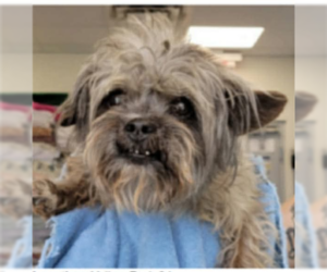 Mutt Dogs for adoption in Cranston, RI, USA