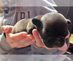 Small Photo #11 Buggs Puppy For Sale in WEST PLAINS, MO, USA