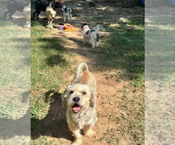 Medium Photo #2 Mutt Puppy For Sale in Greenville, SC, USA