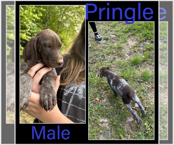 Medium Photo #18 German Shorthaired Pointer Puppy For Sale in ELK GARDEN, WV, USA