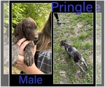 Small #17 German Shorthaired Pointer