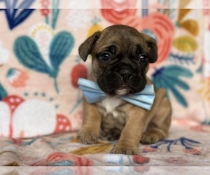 French Bulldog Puppy for sale in LANCASTER, PA, USA