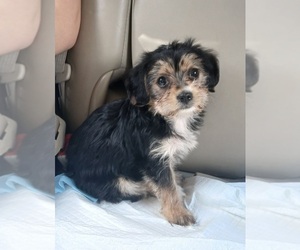 Dachshund-Dorkie Mix Puppy for sale in BURLINGTON, MA, USA