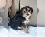 Small Dachshund-Dorkie Mix