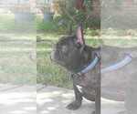 Small #3 French Bulldog