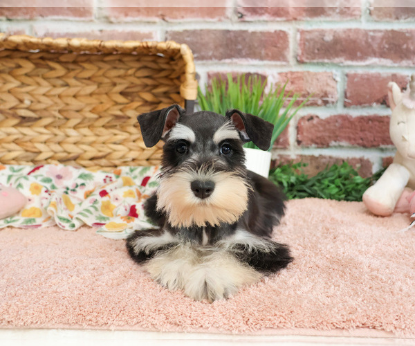 Medium Photo #5 Schnauzer (Miniature) Puppy For Sale in SYRACUSE, IN, USA