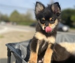 Small #2 Pomeranian