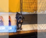 Small #6 Rottweiler