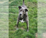 Small #3 Blue Lacy Mix