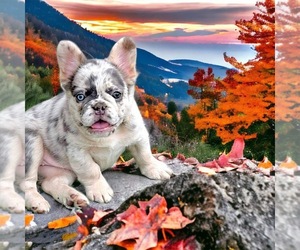 French Bulldog Puppy for sale in HEMET, CA, USA
