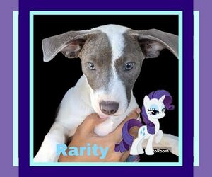 Rarity - Female Mutt Dog for Adoption - Photo #5