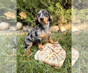 Dachshund Puppy for sale in MIDDLEBURY, IN, USA