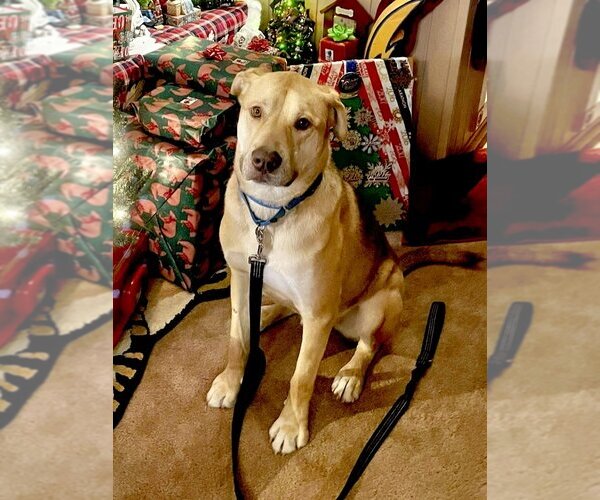 Medium Photo #10 Shepradors Puppy For Sale in San Bernardino , CA, USA