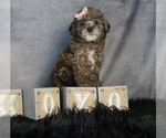 Puppy Mira AKC Poodle (Miniature)
