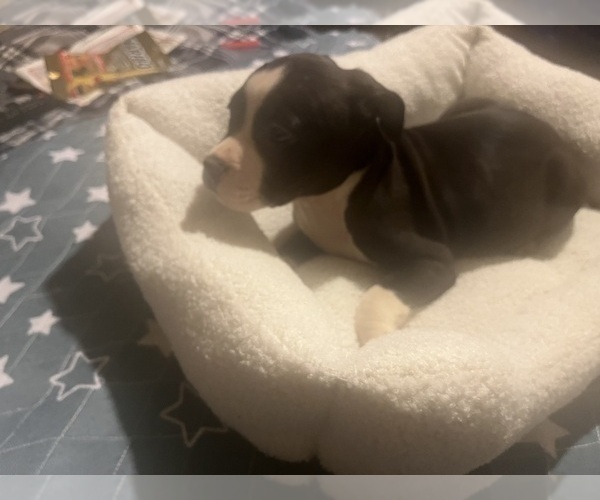 Medium Photo #5 American Pit Bull Terrier Puppy For Sale in BUFFALO, NY, USA