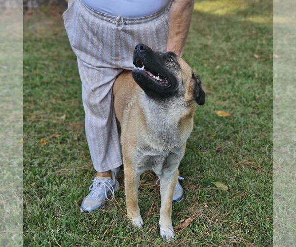 Medium Photo #22 Black Mouth Cur-Unknown Mix Puppy For Sale in Wakefield, RI, USA