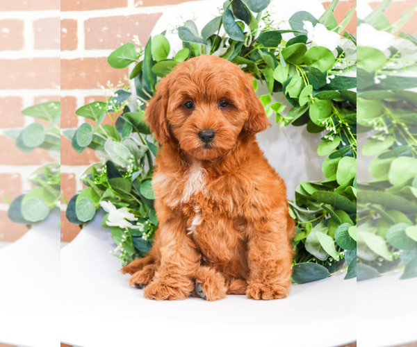 Medium Photo #12 Goldendoodle Puppy For Sale in SYRACUSE, IN, USA