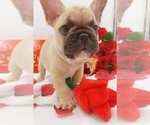 Small Photo #30 French Bulldog Puppy For Sale in MANHATTAN, NY, USA