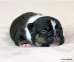 Small #6 French Bulldog
