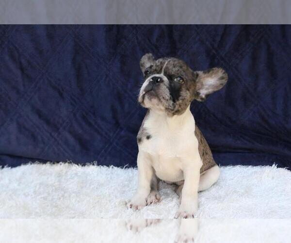 Medium Photo #1 French Bulldog Puppy For Sale in BETHESDA, MD, USA