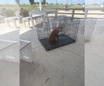 Small #1 Mutt