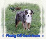 Image preview for Ad Listing. Nickname: Pardon