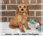 Small #1 Cockapoo