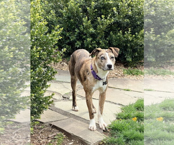 Medium Photo #6 Catahoula Leopard Dog-Unknown Mix Puppy For Sale in Rockaway, NJ, USA