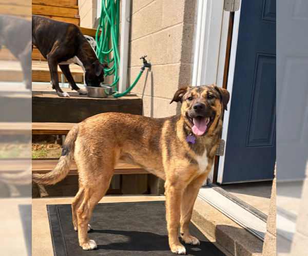 Medium Photo #9 Labrador Retriever-Unknown Mix Puppy For Sale in Springdale, PA, USA