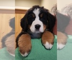 Small Photo #2 Bernese Mountain Dog Puppy For Sale in MANCHESTER, MI, USA