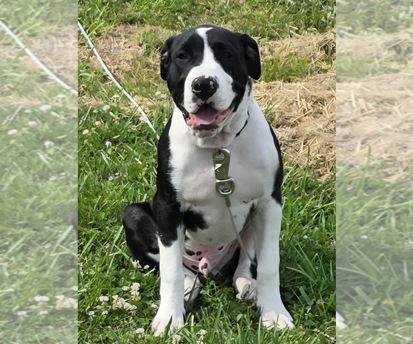 Medium Photo #41 American Bulldog Puppy For Sale in MARYVILLE, MO, USA