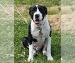 Puppy Chief American Bulldog