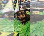 Small Photo #85 Yorkshire Terrier Puppy For Sale in AKRON, OH, USA